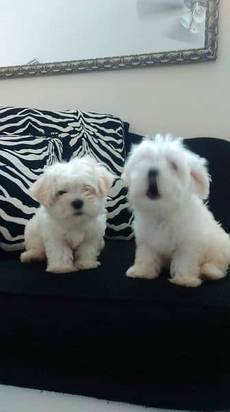 Maltese Show Class Puppies Available 3