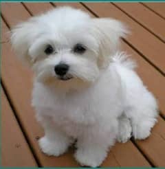 Maltese Show Class Puppies Available