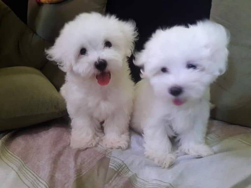 Maltese Show Class Puppies Available 5