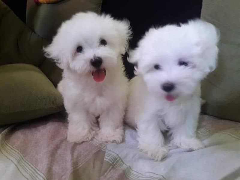 Maltese Show Class Puppies Available 1