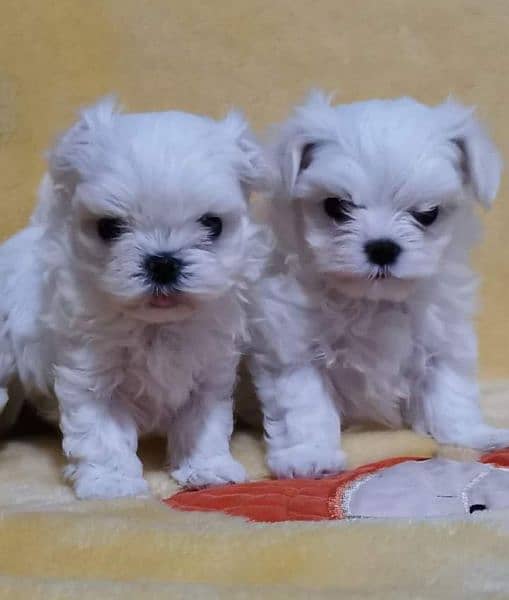 Maltese Show Class Puppies Available 6