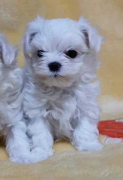 Maltese Show Class Puppies Available 7