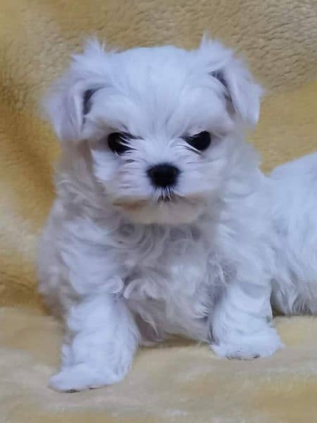 Maltese Show Class Puppies Available 8