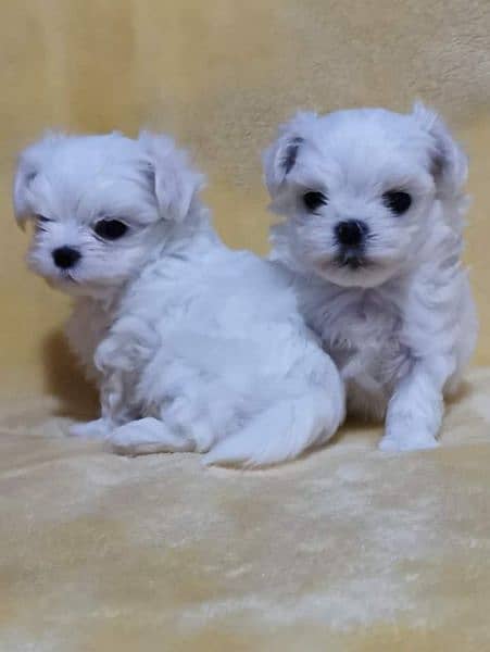 Maltese Show Class Puppies Available 9
