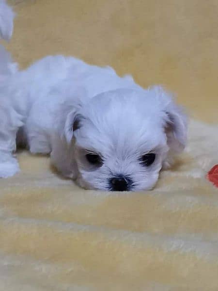 Maltese Show Class Puppies Available 10