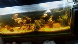 Fish Aquarium & Fishes