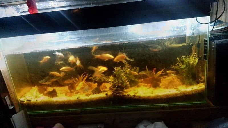 Fish Aquarium & Fishes 1