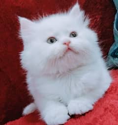 Kitten for  sale