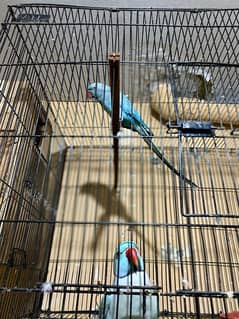 Blue parrot for sale in Islamabad male talking.