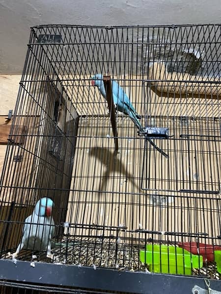 Blue parrot for sale in Islamabad male talking. 1