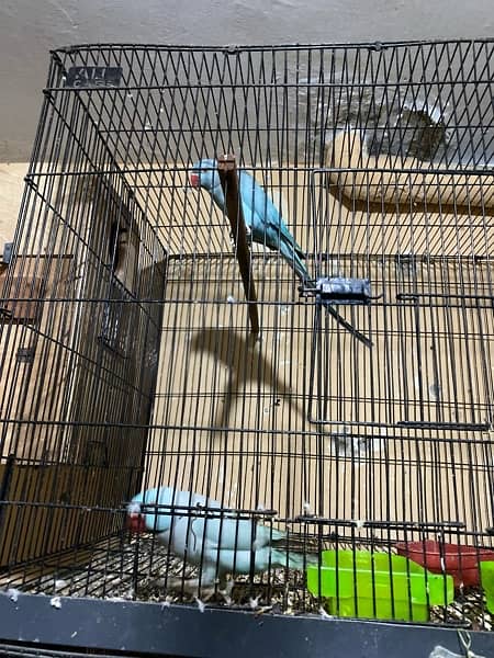 Blue parrot for sale in Islamabad male talking. 3
