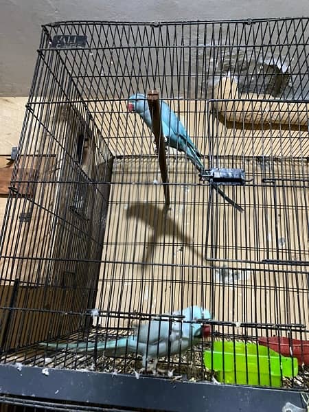 Blue parrot for sale in Islamabad male talking. 4