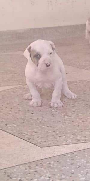 high quality Pakistani bull dog or bully puppy available 1