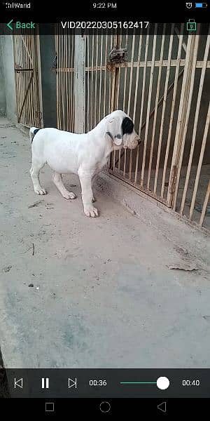 high quality Pakistani bull dog or bully puppy available 3