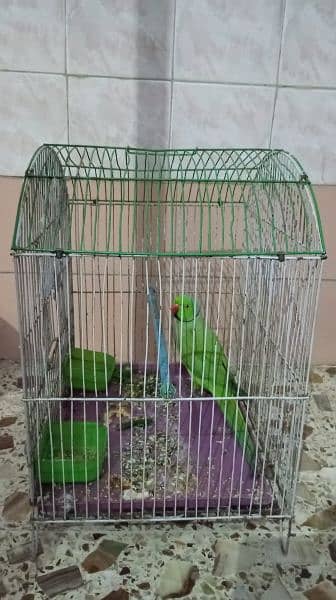 Parrot n Big Size Cage 1