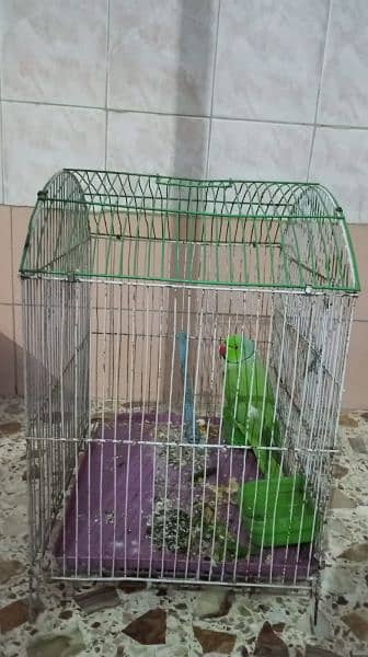 Parrot n Big Size Cage 2