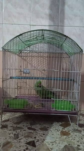 Parrot n Big Size Cage 3