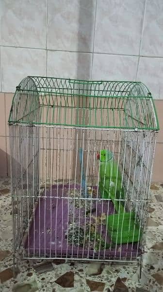 Parrot n Big Size Cage 4
