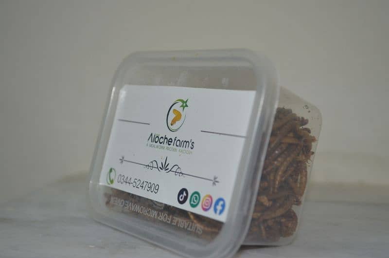 USA import premium quality Dry & live mealworms & superworms 2