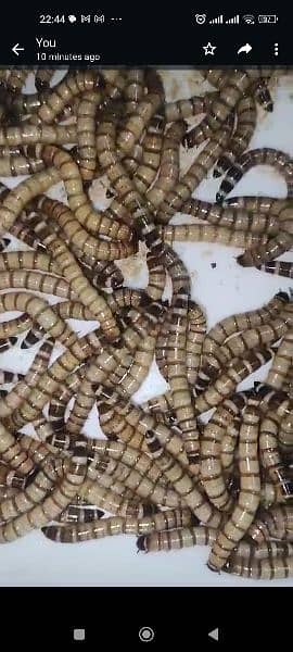 USA import premium quality Dry & live mealworms & superworms 6