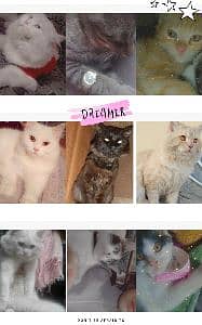 cat's 