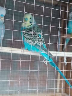 Budgies for sale sales olx