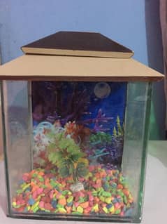 small fish aquarium
