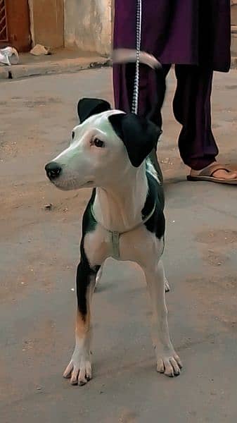 Kanni best sale dog olx