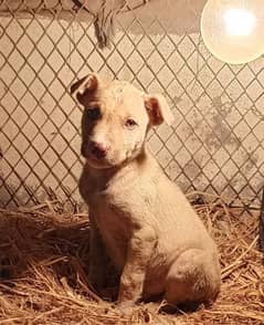 Pitbull puppies for sale olx cheap