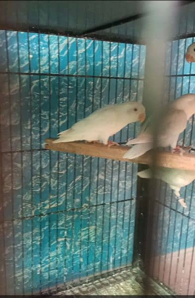 albino splits confirm albino red eye lutino fisheris split ino / blue 4