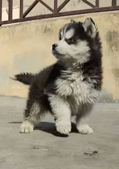 Heavy quality husky puppies, white husky for sale