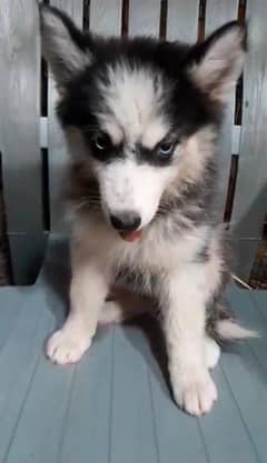 Siberian husky sale olx