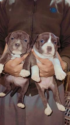 Olx store pitbull puppies