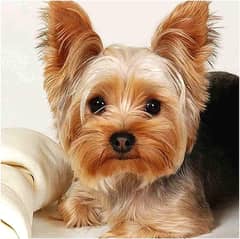 Yorkie