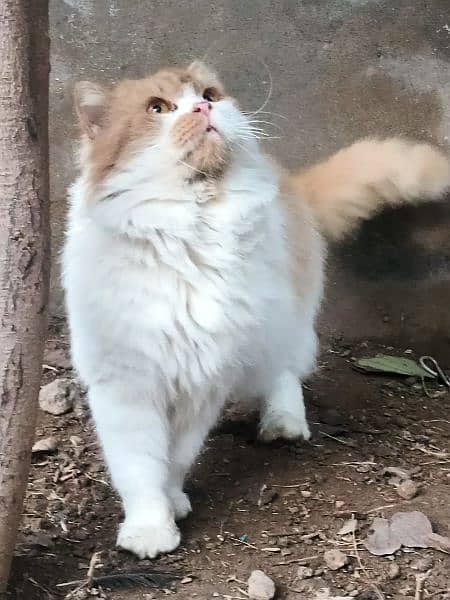 Persian Doll face cat 2