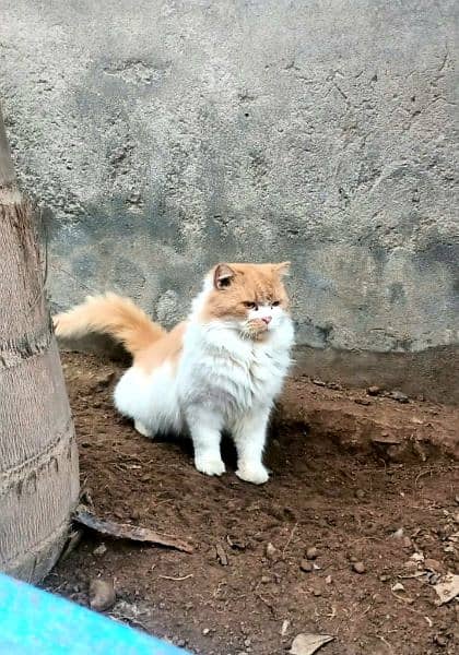 Persian Doll face cat 4