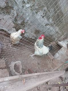 light susexx pair available eggs lying