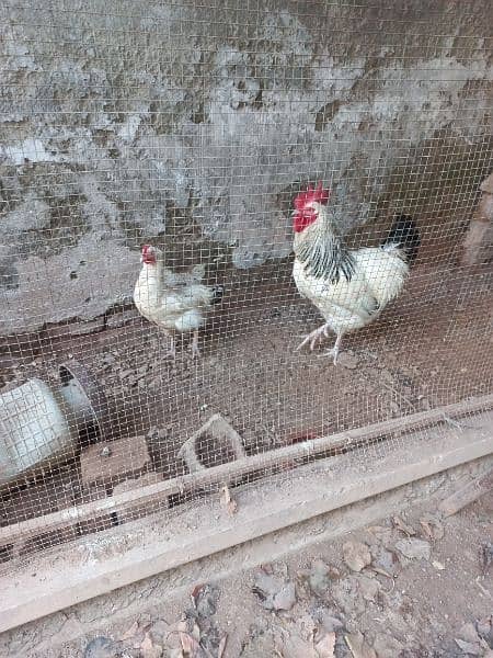 light susexx pair available eggs lying 4