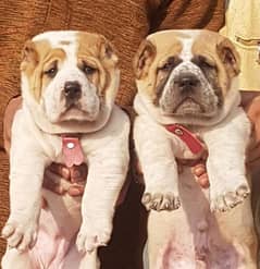 King Alabai pair pure breed security dog 2months for sale 0