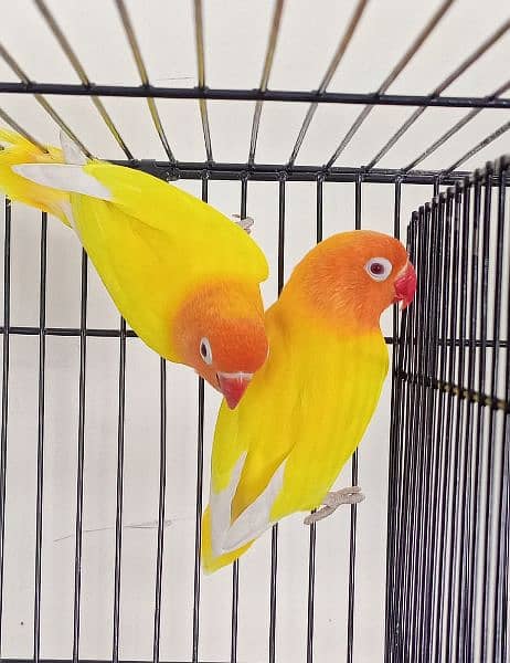 albino/lutino personata redeye/clear head fisheri love bird/lovebird 2