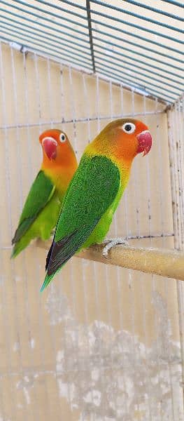 albino/lutino personata redeye/clear head fisheri love bird/lovebird 4