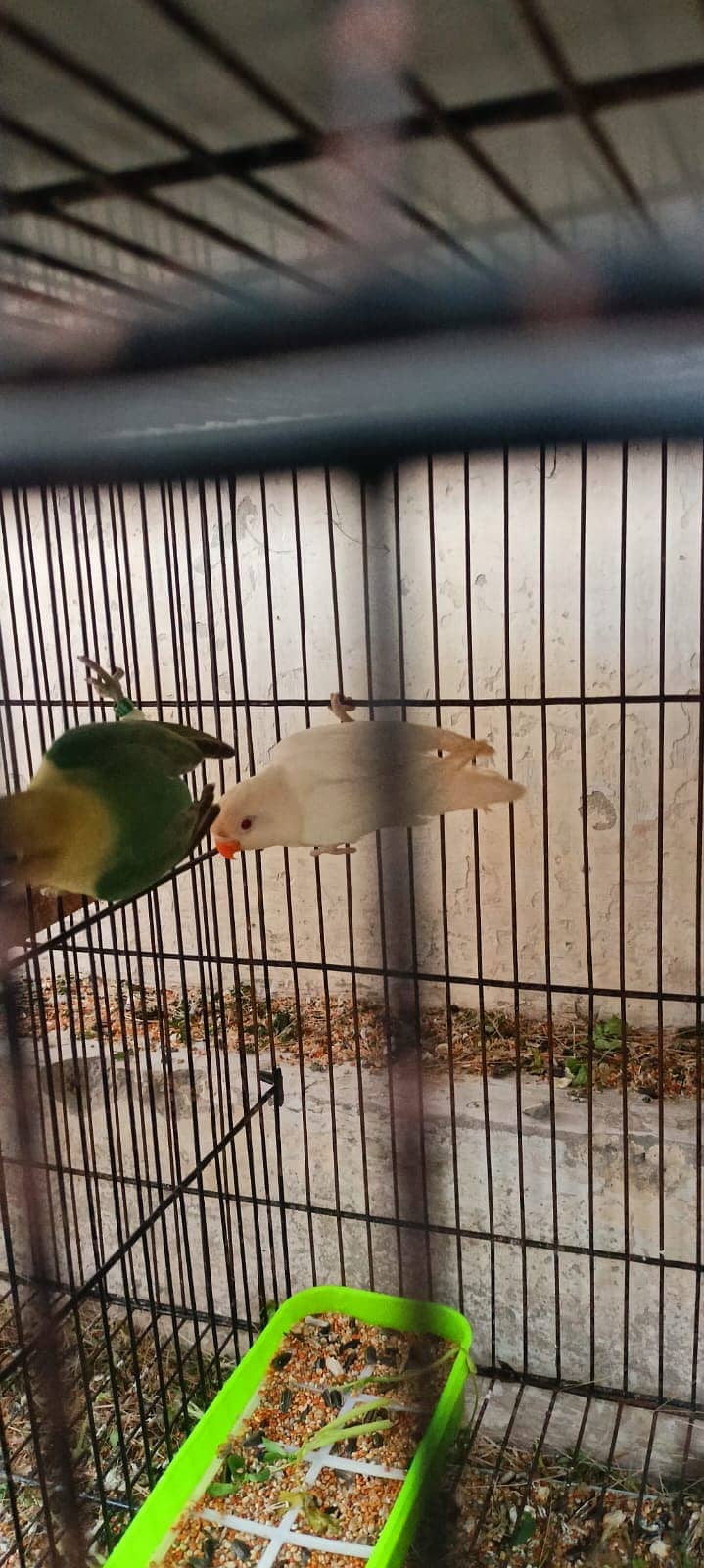 Albino red eye and parblue split ino 0307 7759092 0
