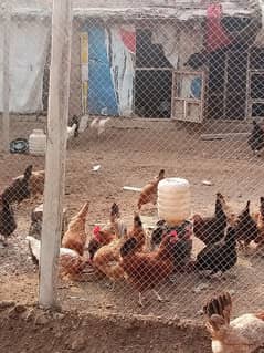 Golden Misri Desi Eggs laying hens