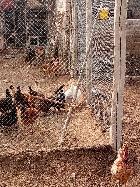 Golden Misri Desi Eggs laying hens 1