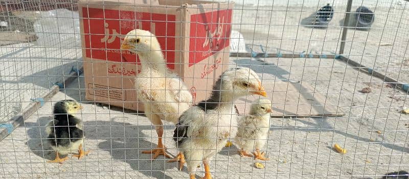 Pure King size O shamo Chicks  For sale best Quality In Islamabad 6