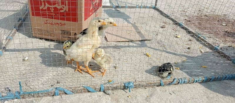 Pure King size O shamo Chicks  For sale best Quality In Islamabad 8