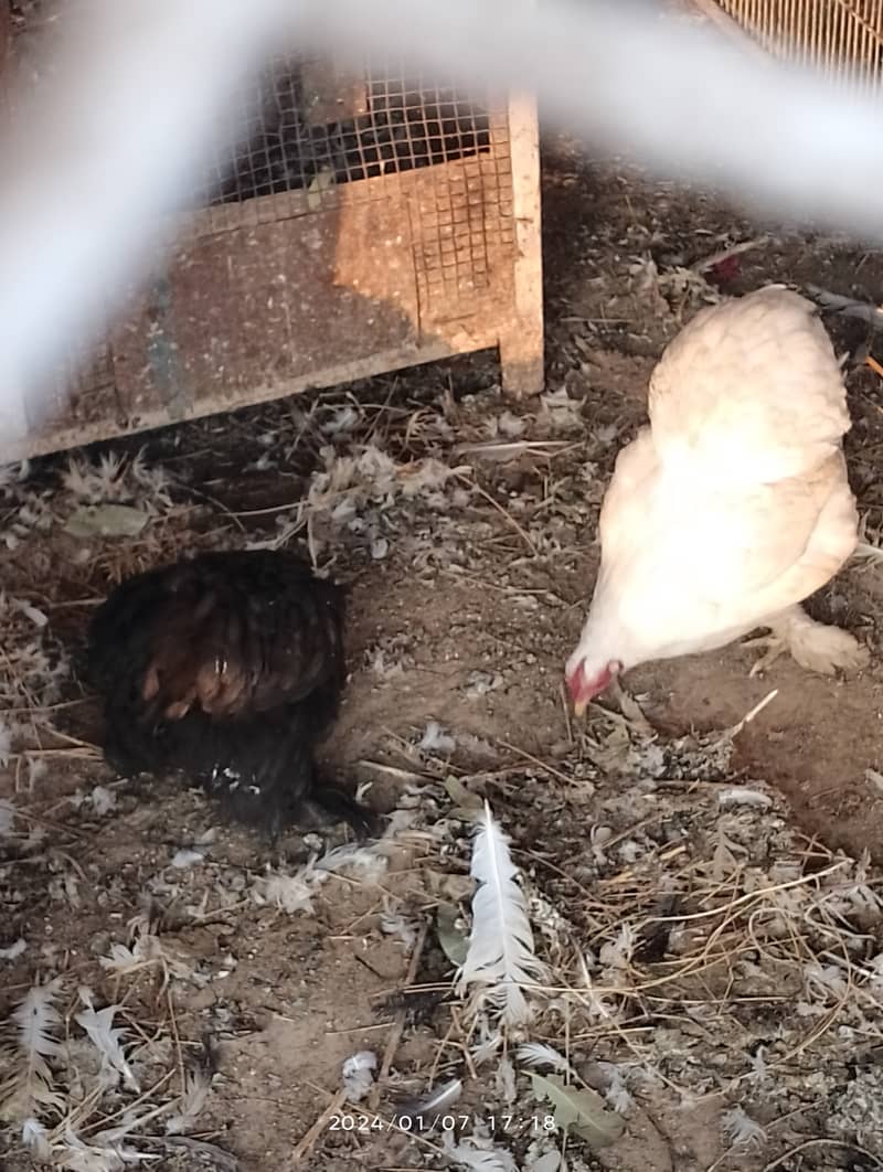 Fancy hens, astrlop pair, bantam pair, Desi hens, organic eggs, pigeon 0