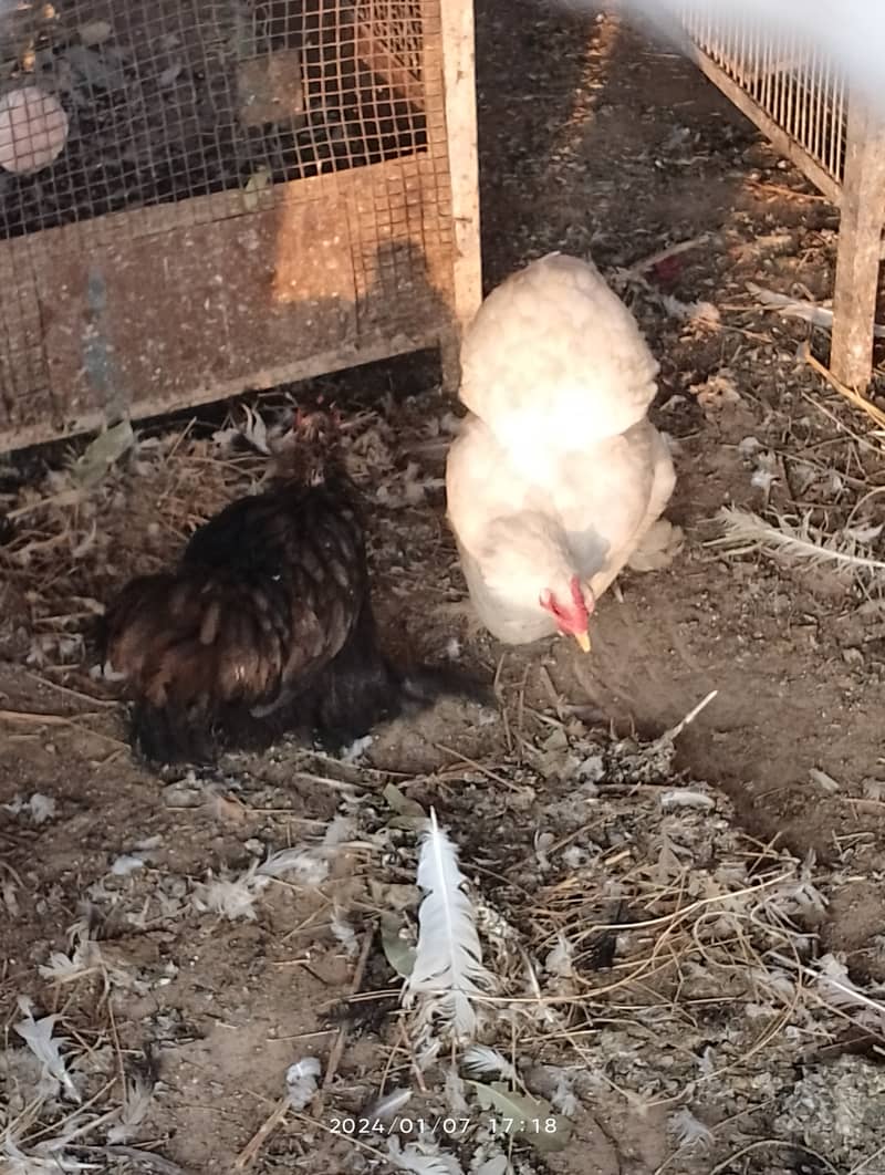 Fancy hens, astrlop pair, bantam pair, Desi hens, organic eggs, pigeon 1