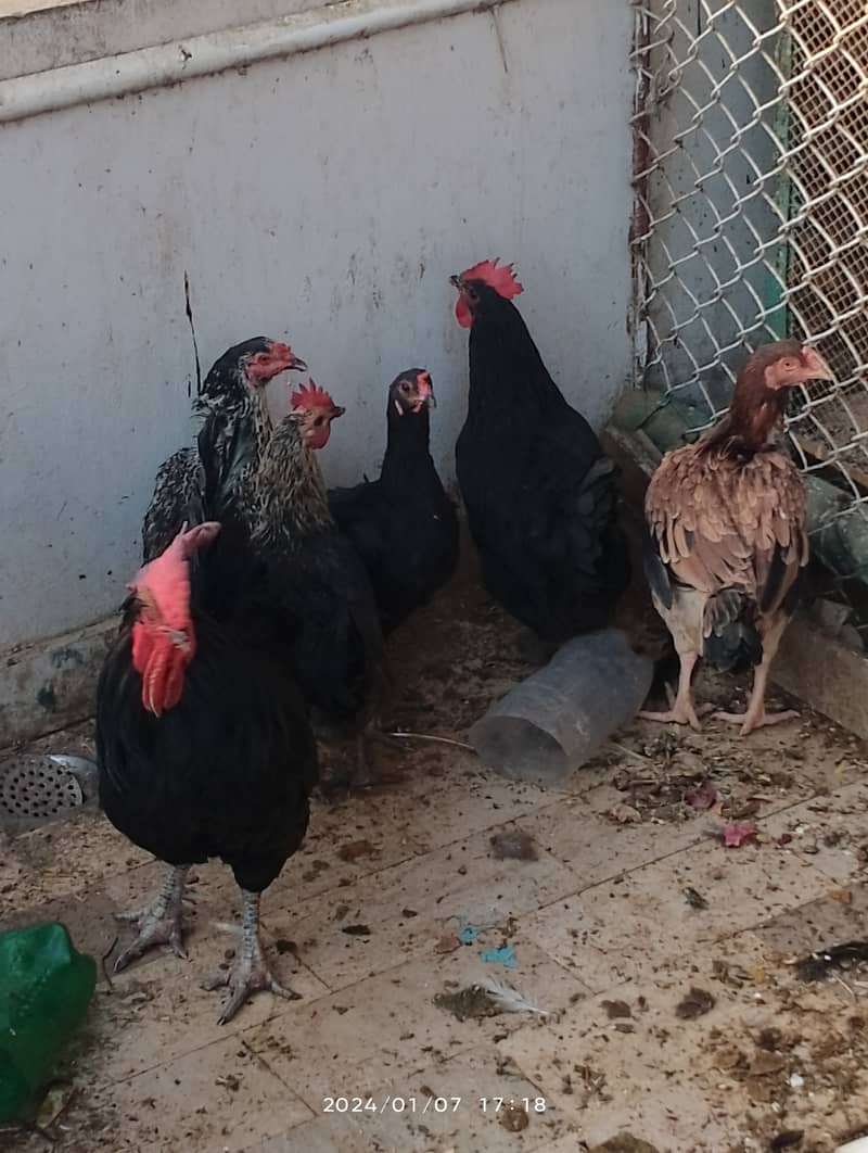 Fancy hens, astrlop pair, bantam pair, Desi hens, organic eggs, pigeon 3