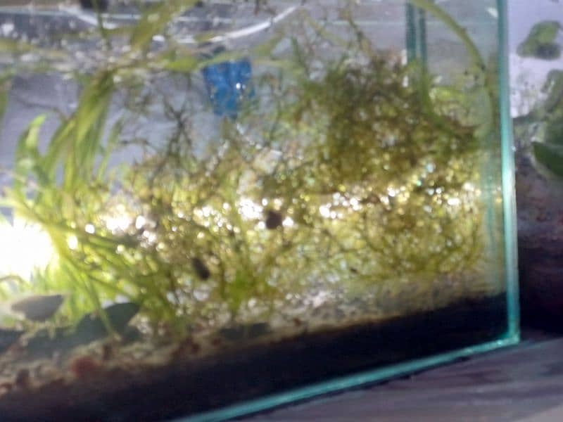 cherry shrimps ,Aquatic plants and snails 0